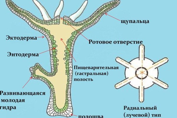 Через какой браузер можно зайти на кракен