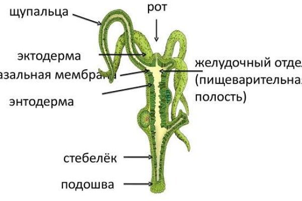 Кракен картель